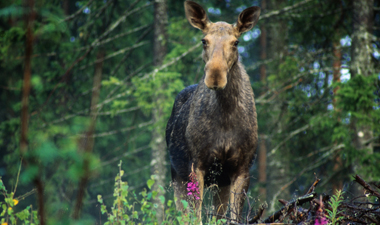 Eland Eland