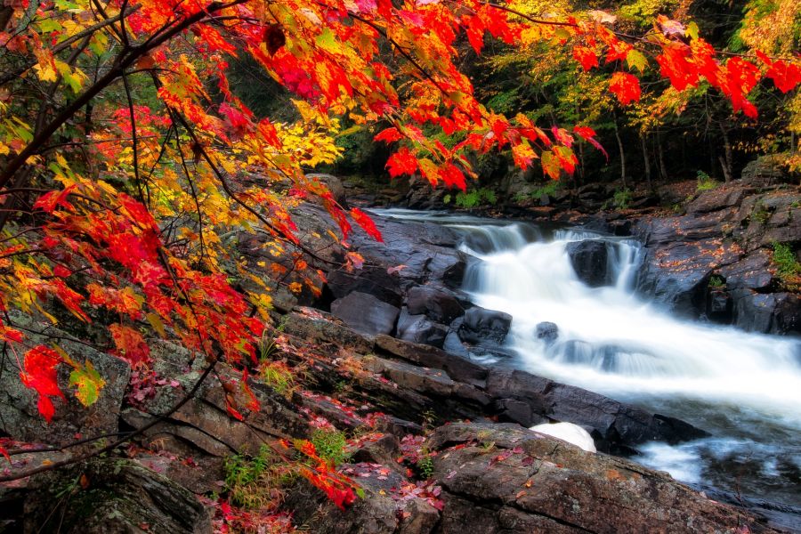 Uitzicht op een beekje in Algonquin National Park tijdens de herfst in Ontario in Canada.