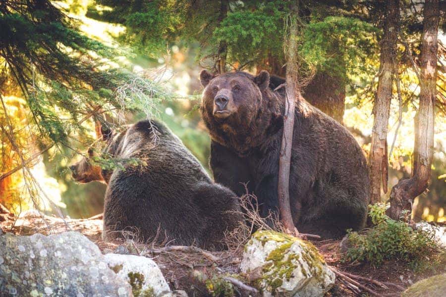 Twee grizzly beren in de wildernis van Canada.