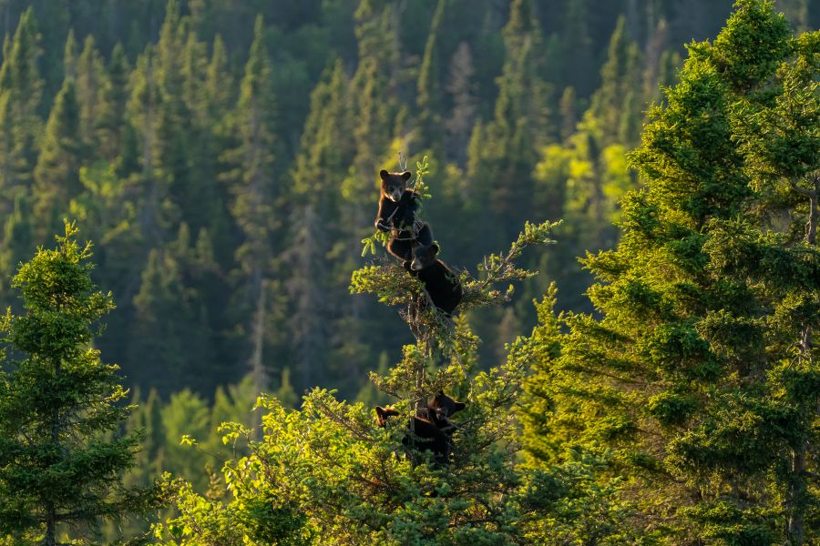 Kleine zwarte beren in een boom in Canada.