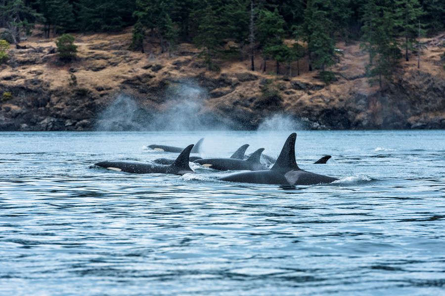Groep orka’s aan de kust van British Columbia in Canada.