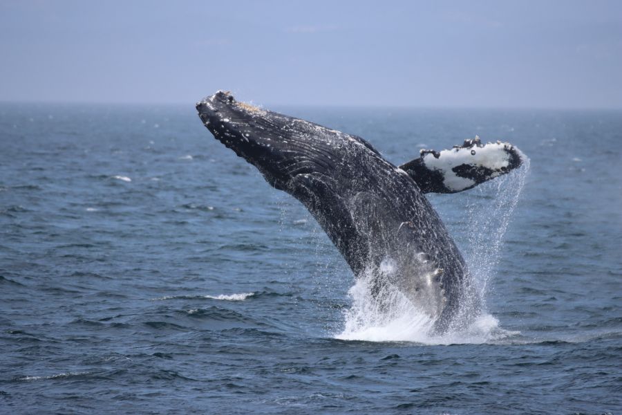 Bultrug walvis springt uit het water langs de kust van New Brunswick in Atlantisch Canada.