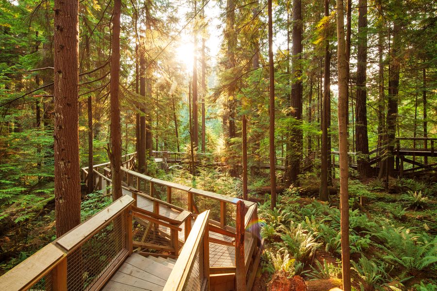 Uitzicht over een wandelpad in Capilano Suspension Bridge Park in Canada.