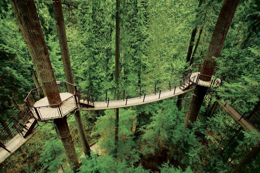 Uitzicht over het boomkroonpad in Capilano Suspension Bridge Park in Canada.
