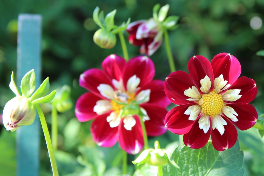 Closeup van bloemen in Butchart Gardens in British Columbia in Canada.