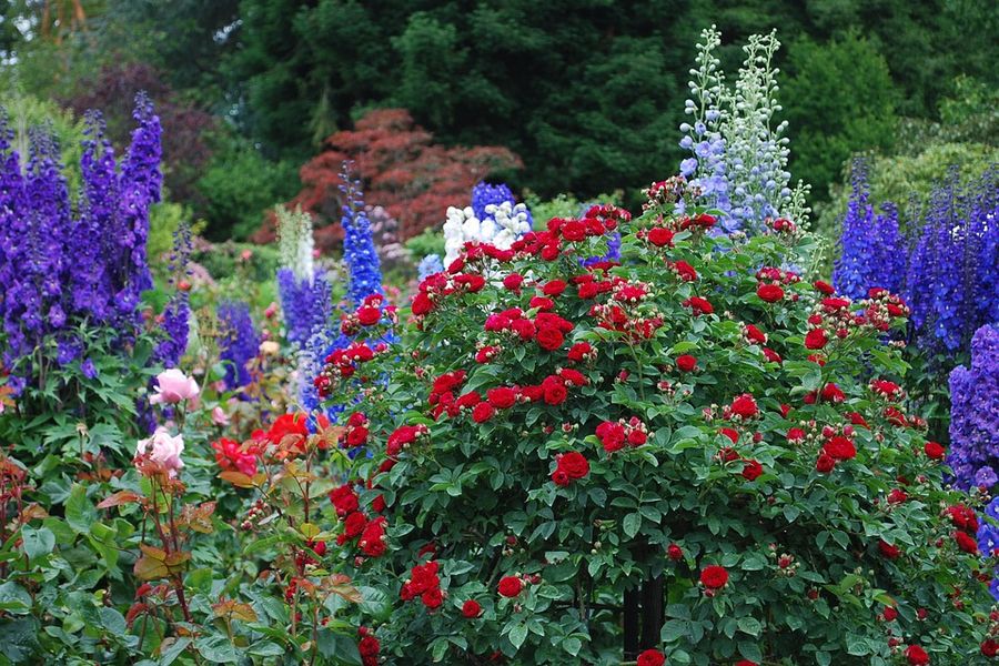 Bloeiende struiken in Butchart Gardens in Victoria in Canada.