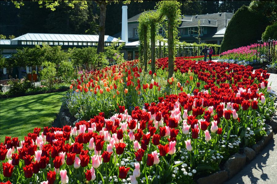 Bloeiende rozen in Butchart Gardens in Victoria in Canada.