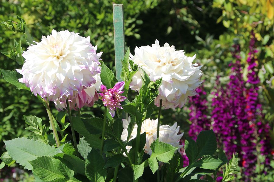 Closeup van pioenrozen in Butchart Gardens in Canada.
