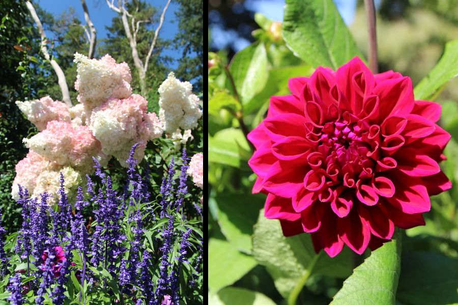Closeups van bloemen in Butchart Gardens in Canada.