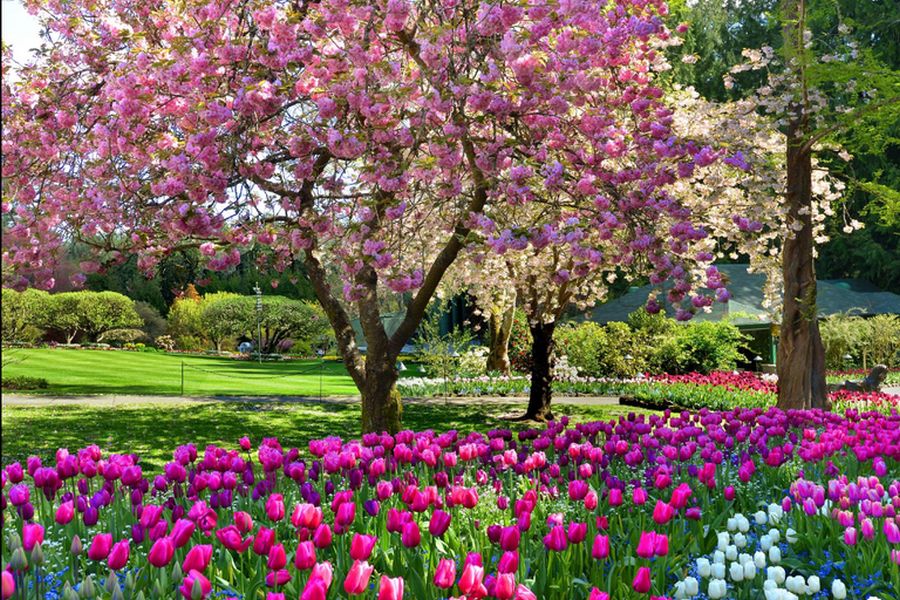 Bloesemboom in Butchart Gardens in British Columbia in Canada.