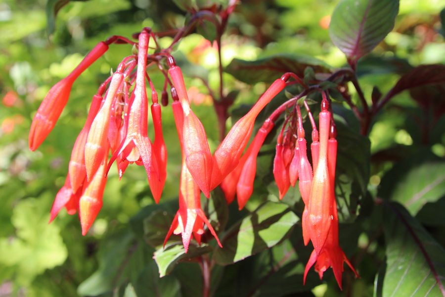 Closeup van fuchsia in Butchart Gardens in Canada.