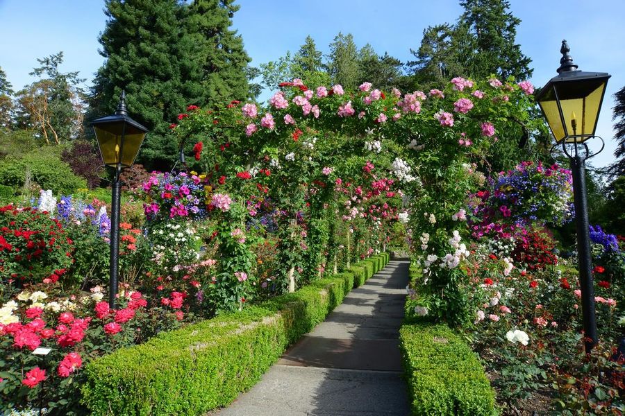 Wandelpad met pergolas in Butchart Gardens in Canada.