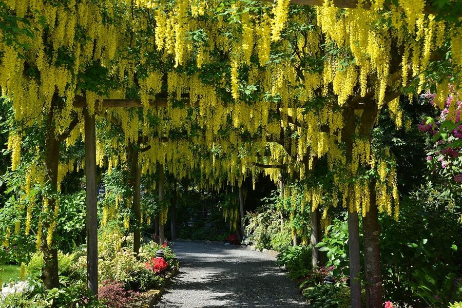 Hangende bloemen op pergolas in Butchart Gardens in Canada.