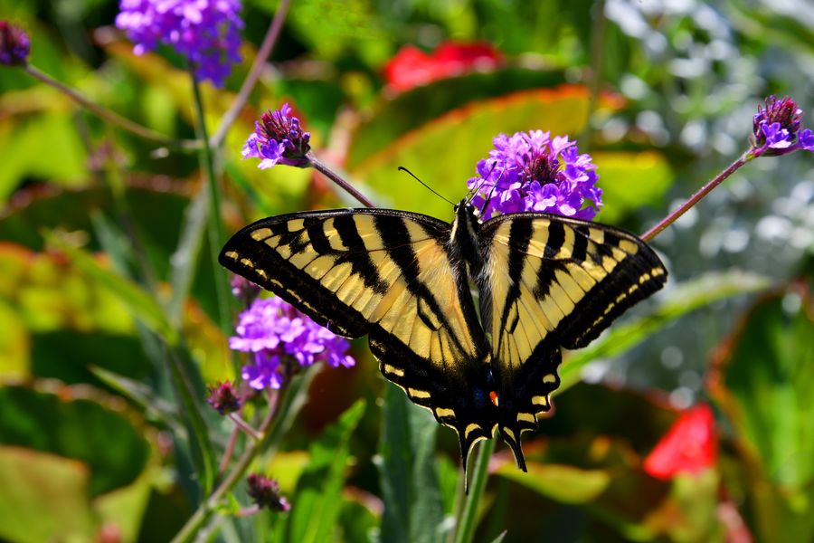 Vlinder op bloemen in Butchart Gardens in Canada.
