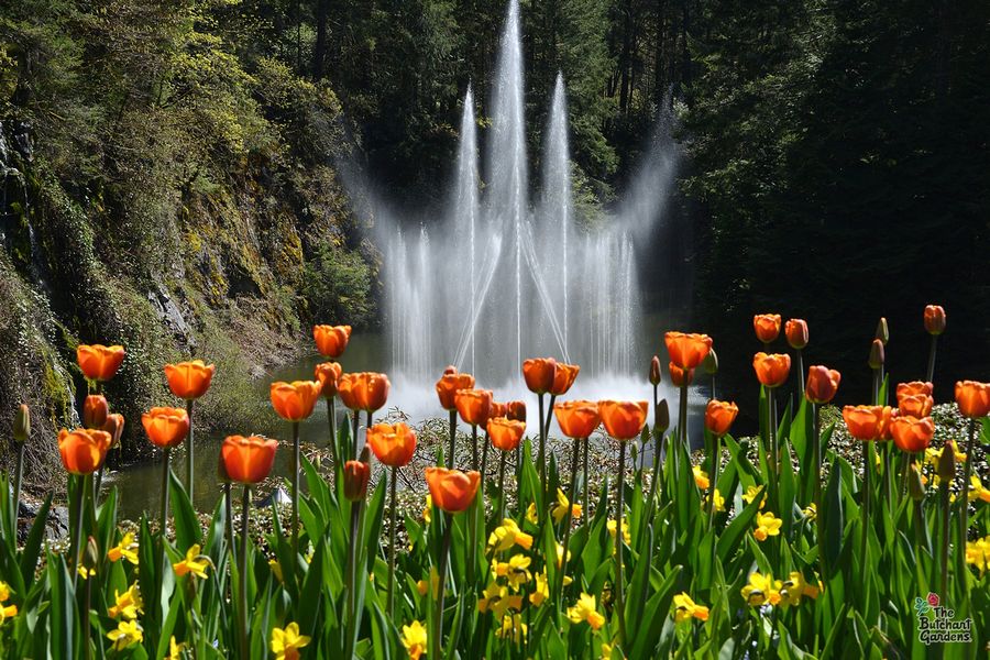 Tulpen en een fontein op de achtergrond in Butchart Gardens in Canada.