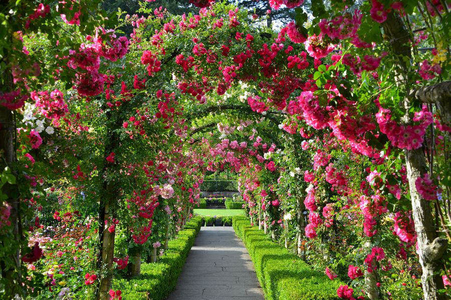 Bloemen op pergolas in Butchart Gardens in Victoria in British Columbia.