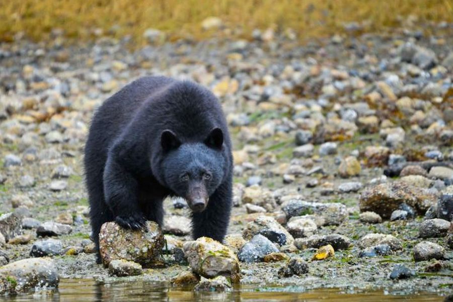 Zwarte beer aan de water in Tofino tijdens een wildlife excursie in Canada.