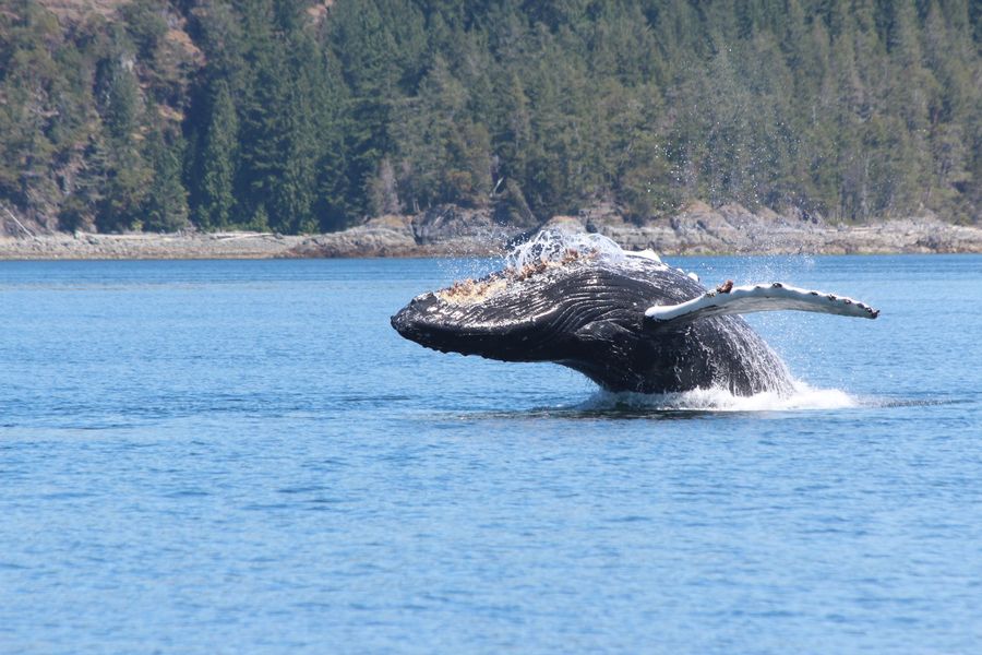 Bultrug walvis komt boven water tijdens een wildlife tocht bij Vancouver Island in Canada.