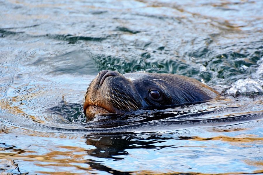 Zeeleeuw zwemt langs de kust van Vancouver Island tijdens een walvistocht in Canada.