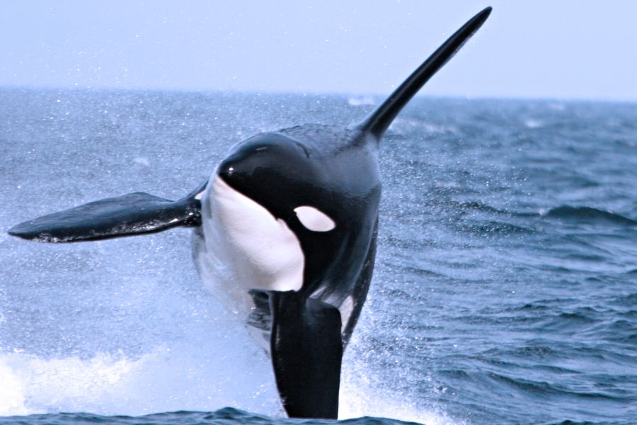 Orka springt uit het water tijdens een walvistocht vanuit Victoria in British Columbia in Canada.