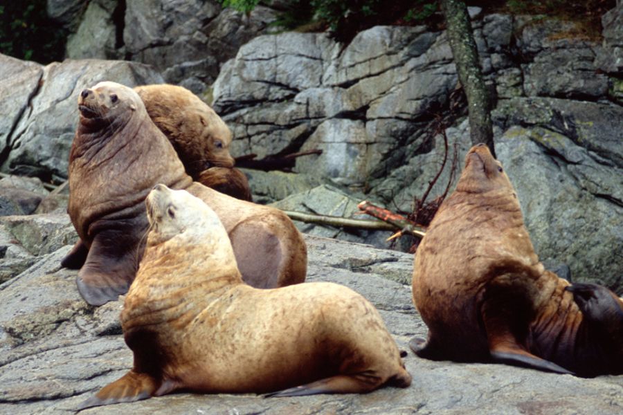 Zeeleeuwen op rotsen aan de kust bij Victoria tijdens een walvistocht in West-Canada.