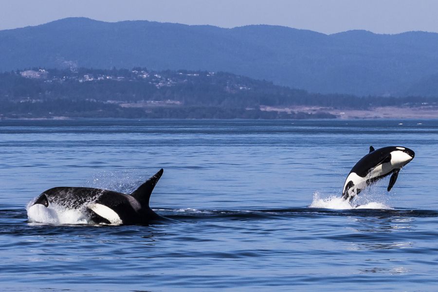 Orka`s aan de kust van Victoria tijdens een walvistocht in Canada.