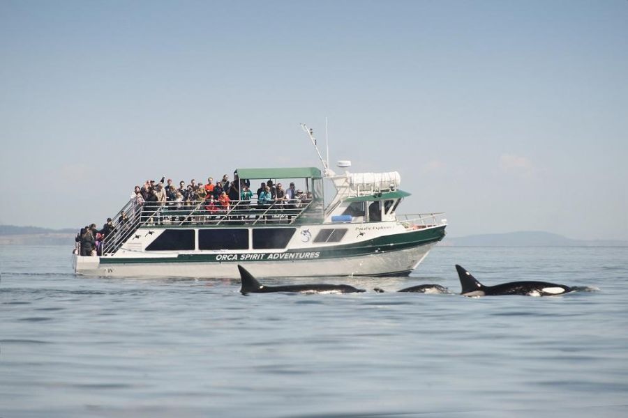 Orka`s zwemmen naast een boot tijdens een walvistocht vanuit Victoria in West-Canada.