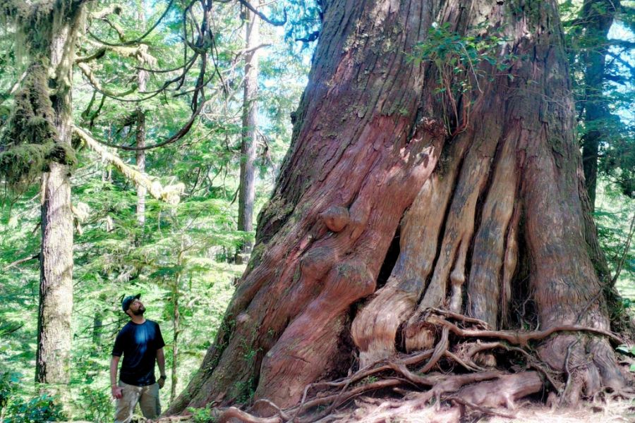 Canada excursie Kajakken bij Meares Island Tofino Sunshine Coast