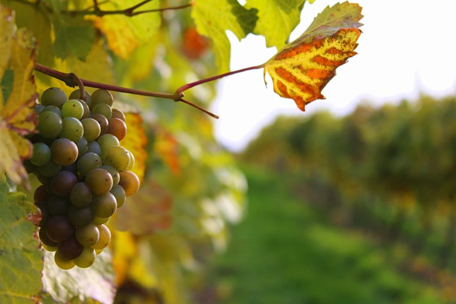 Canada excursie Wijnproeverij Wine Trail Kelowna