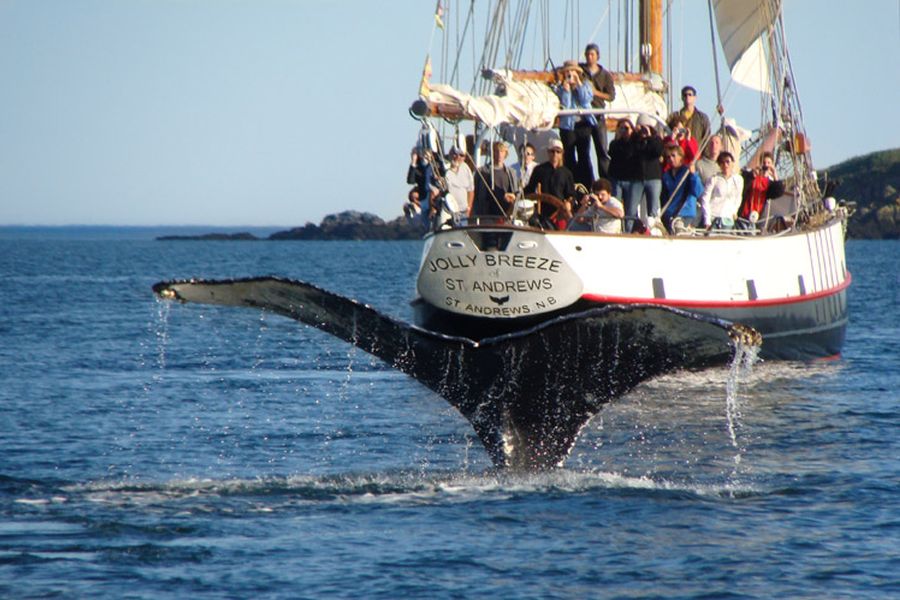 Walvis zwemt naast zeilschip tijdens walvistocht in Atlantisch Canada.