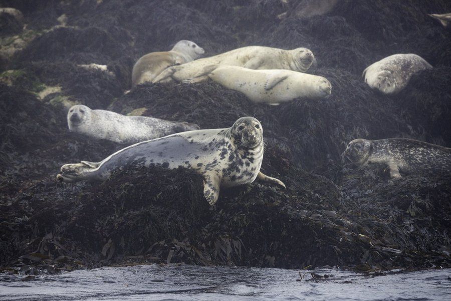 Zeehonden liggen langs de kust van New Brunswick tijdens een walvistocht in Atlantisch Canada.