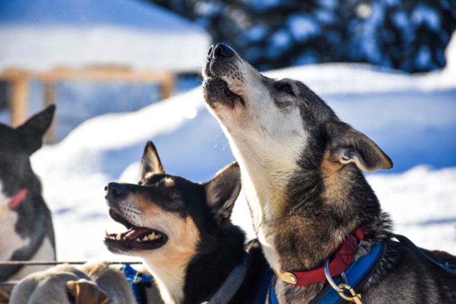 Huskies tijdens een huskytocht in Whistler in British Columbia in Canada.