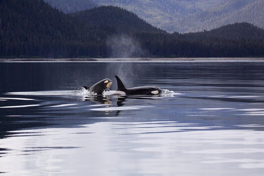 Canada excursie Grizzly Bear Tour Campbell River
