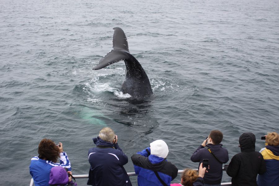 Toeristen fotograferen een walvis vanaf een cruiseboot bij Brier Island in Atlantisc-Canada