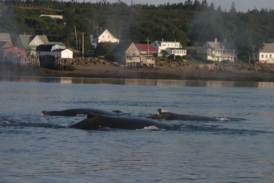 Walvissen in de fundy baai tijdens een walvisexcursie in Atlantisch-Canada