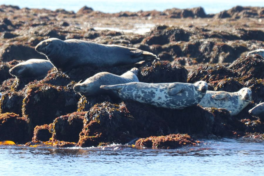 Zeehonden liggen te zonnen op rotsen in Fundy Bay in Atlantisch-Canada
