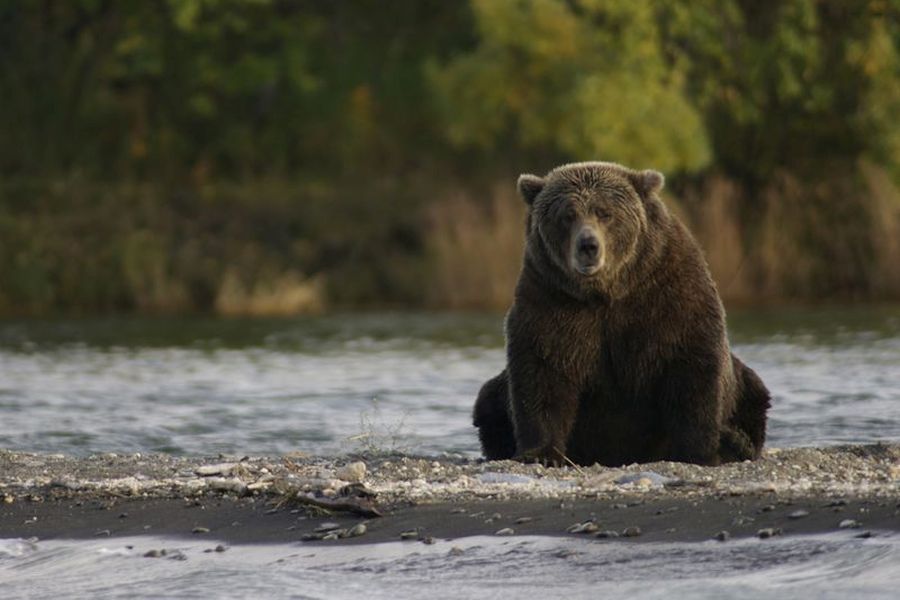 Een bruine beer aan een rivier in Canada.
