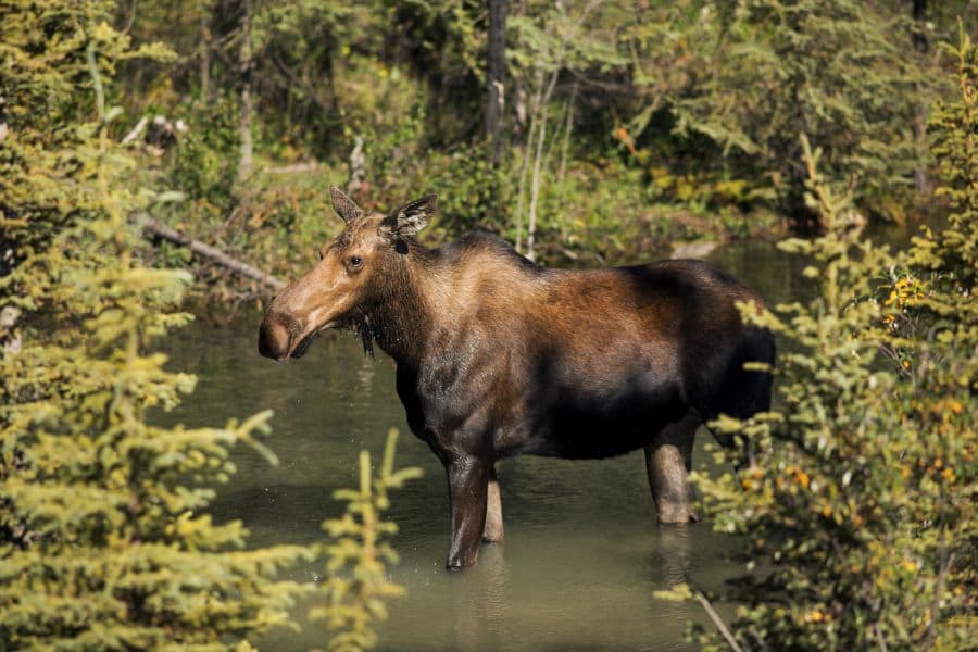 Eland in het water in de Yukon in Canada.