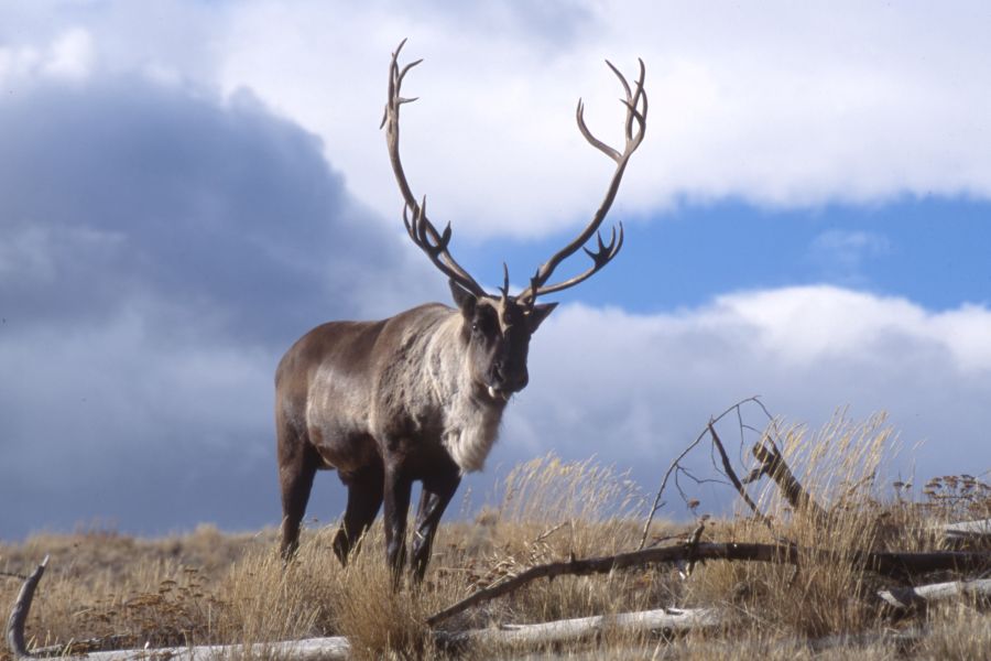 Caribou rendier in de wildernis van de Yukon in Canada.