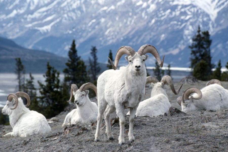 Dall schapen in de Yukon in Canada.
