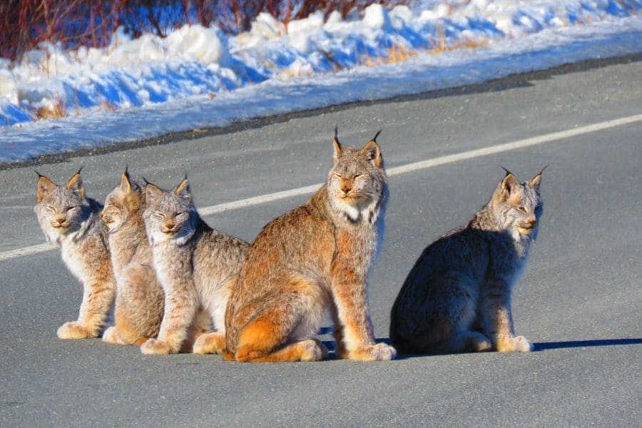 Lynxen op de weg in de Yukon in Canada.
