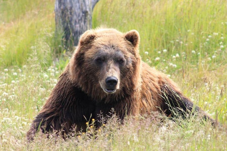 Bruine beer in de wildernis van Canada.