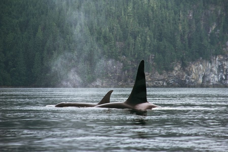 Orka’s in het water aan de kust van British Columbia in Canada.