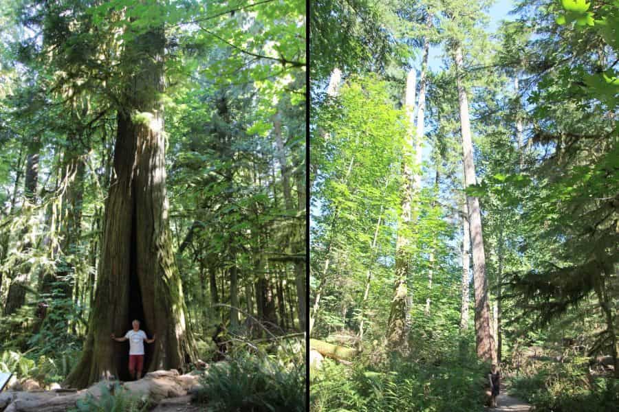 De bossen van Cathedral Grove op Vancouver Island in British Columbia in Canada.