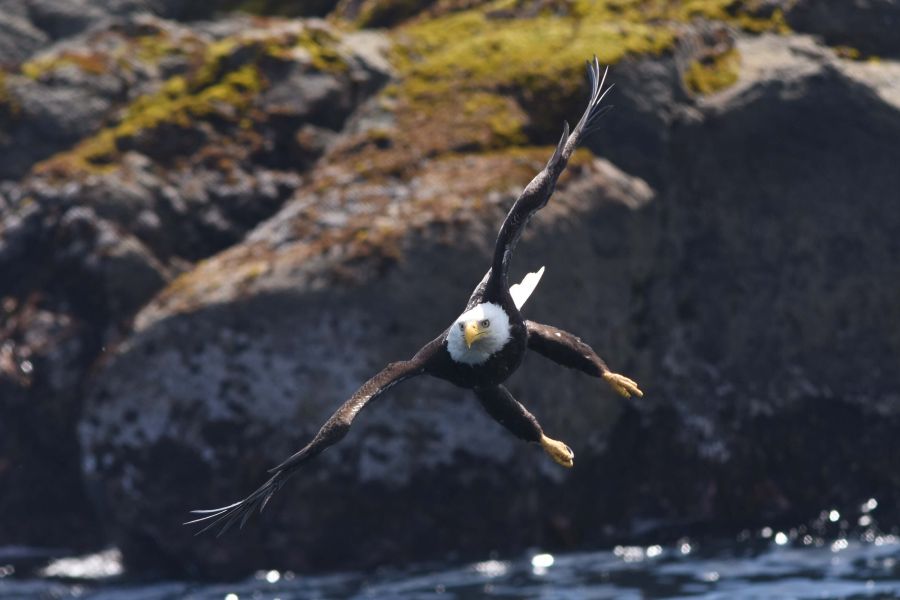 Adelaar vliegt langs de kust van Canada.