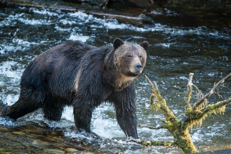Grizzly beer loopt langs de rand van rivier in Canada.