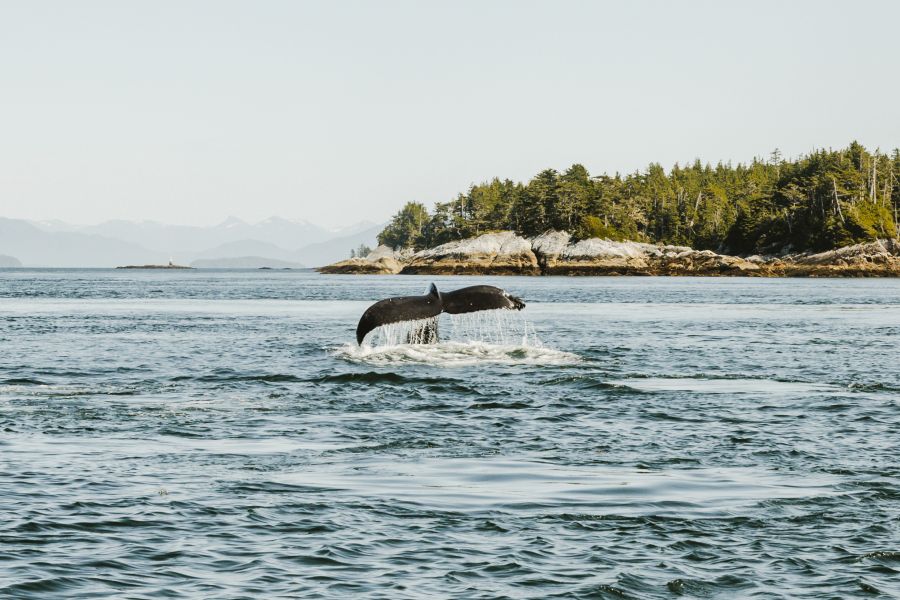 Walvis in de zee langs de kust van Canada.