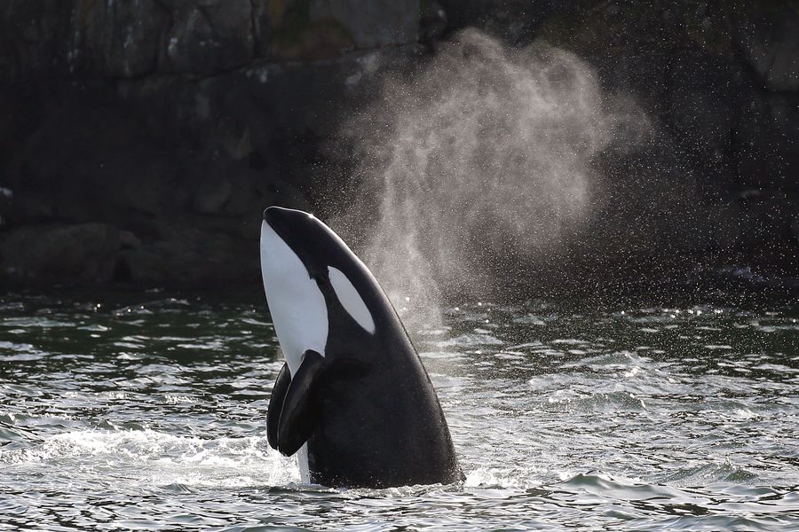 Orka in de zee langs de kust van Canada.