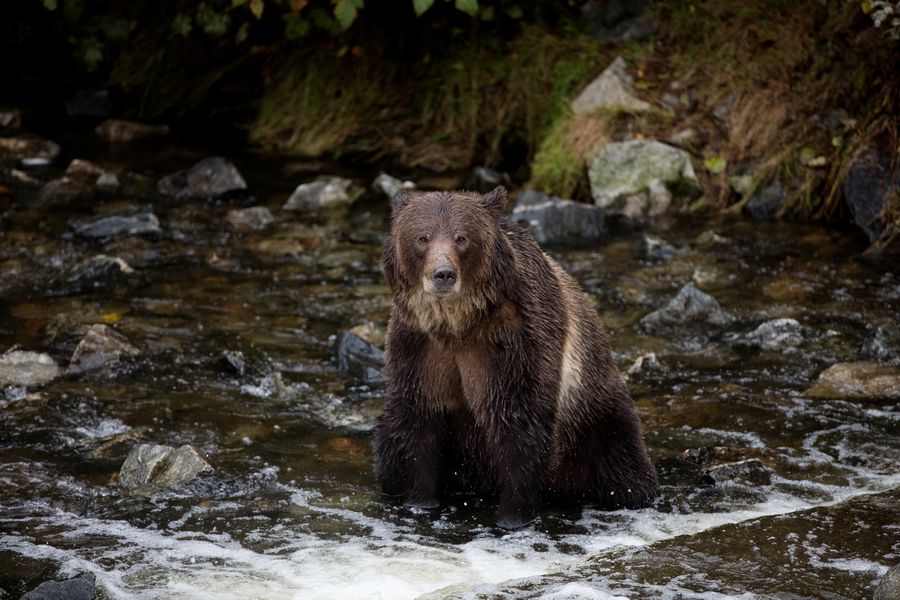 Grizzly beer langs een rivier in Canada.