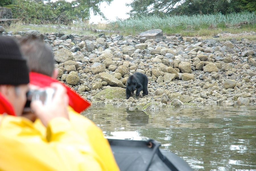 Zwarte beer gespot tijdens de Coastal Bear Watch excursie in Tofino op Vancouver Island in Canada.
